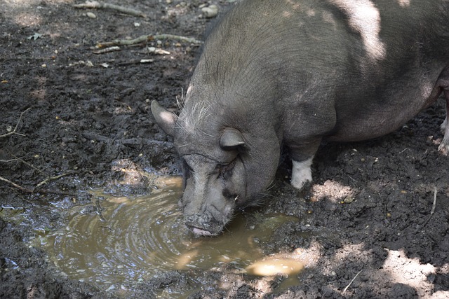 对手的防守 对手的防守